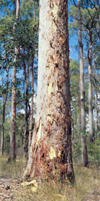An example of an Australian Spotted Gum