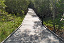 Previous boardwalk