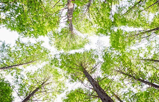 Sustainability: Part of Outdoor Structures Australia’s purpose