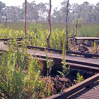 Nashville Lagoon Wetlands
